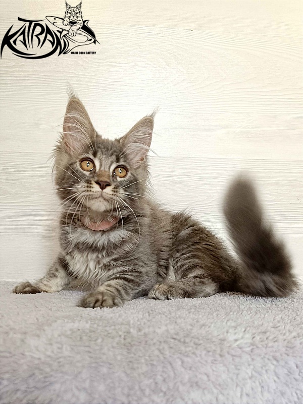 Katran Violetta - Кошеня мейн-кун 3 місяця