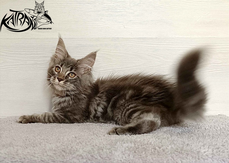 Katran Violetta - Кошеня мейн-кун 3 місяця