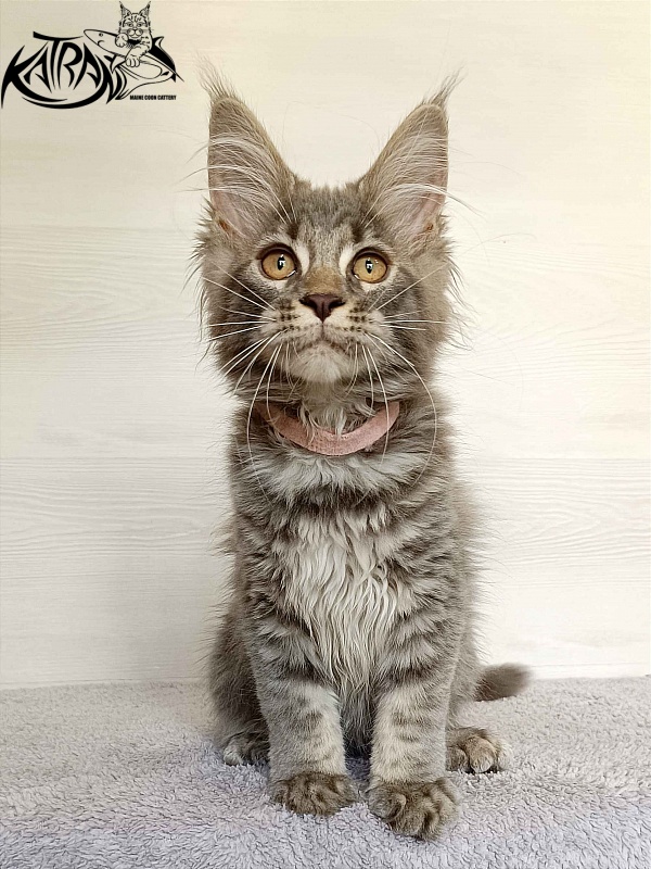 Katran Violetta - Кошеня мейн-кун 3 місяця