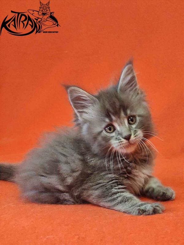 Katran Violetta - Кошеня мейн-кун 1 місяць 2 тижні