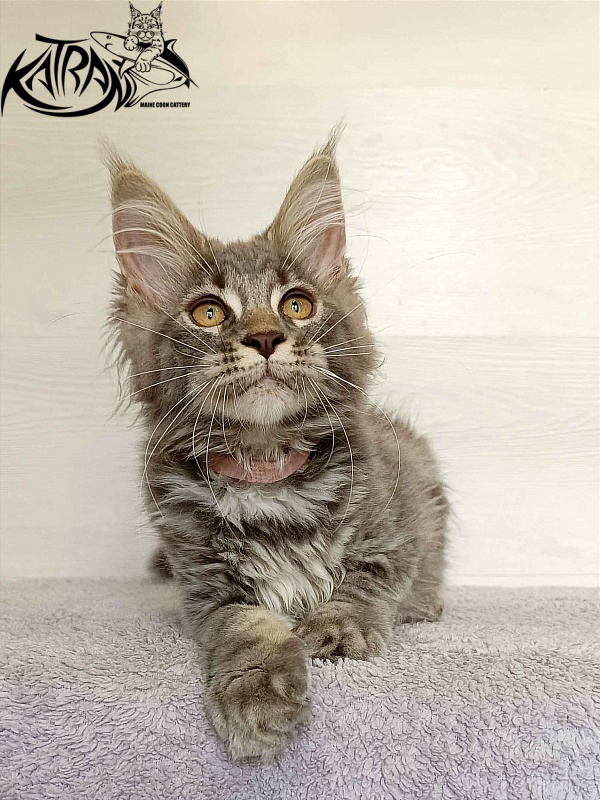 Katran Violetta - Кошеня мейн-кун 3 місяця