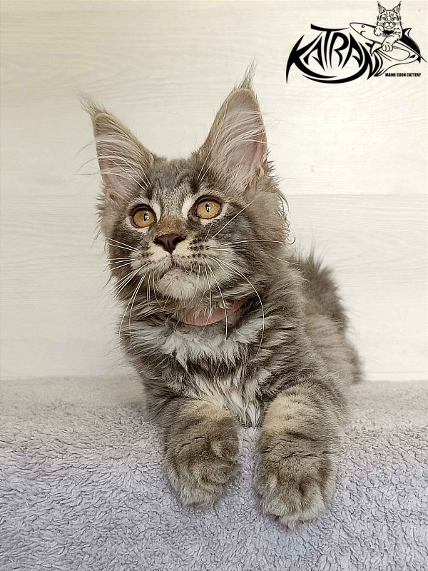 Katran Violetta - Кошеня мейн-кун 3 місяця