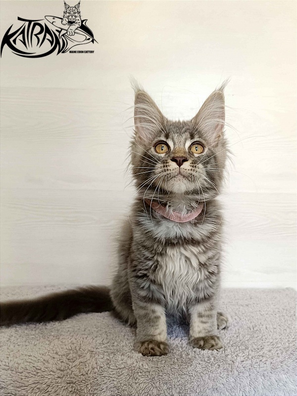 Katran Violetta - Кошеня мейн-кун 3 місяця