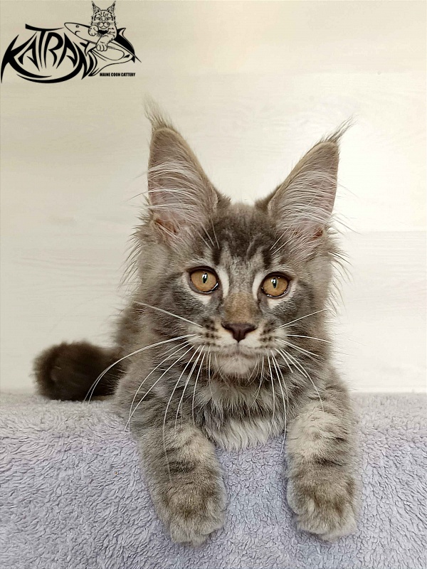 Katran Violetta - Кошеня мейн-кун 3 місяця