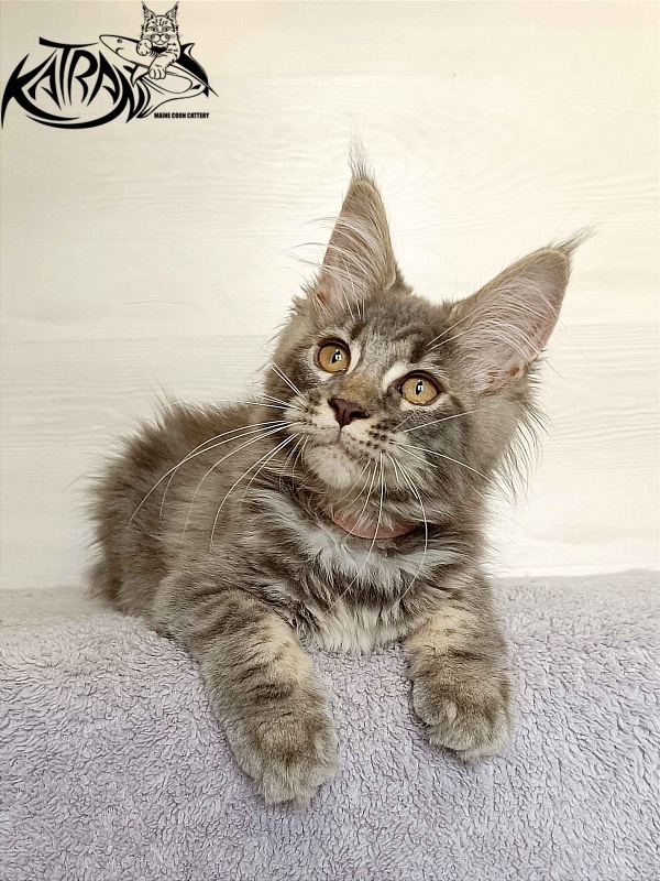 Katran Violetta - Кошеня мейн-кун 3 місяця