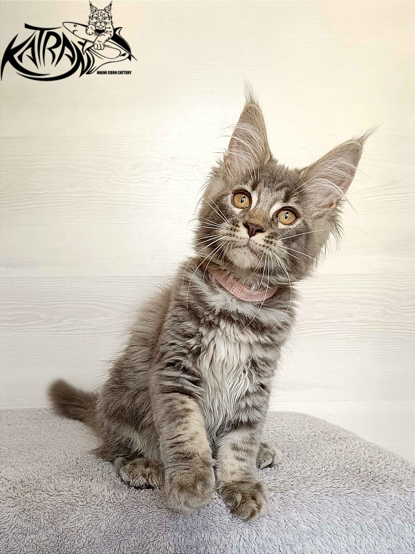 Katran Violetta - Кошеня мейн-кун 3 місяця