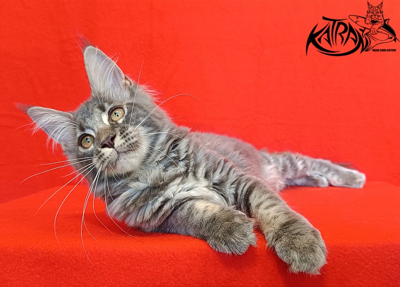 Katran Violetta - Кошеня мейн-кун 4 місяця