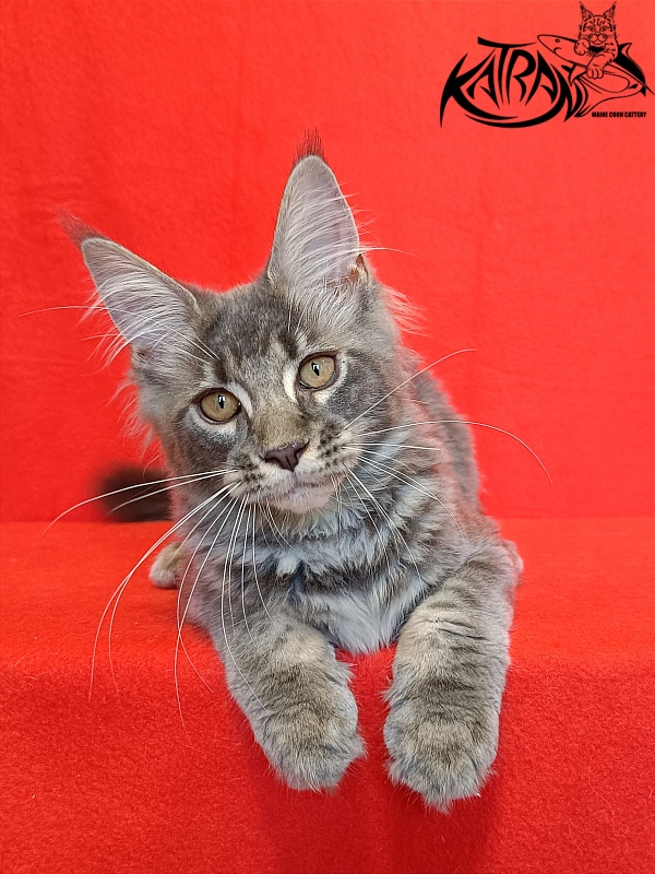 Katran Violetta - Кошеня мейн-кун 4 місяця