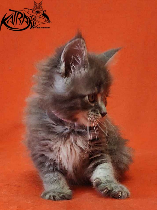 Katran Violetta - Кошеня мейн-кун 1 місяць 2 тижні