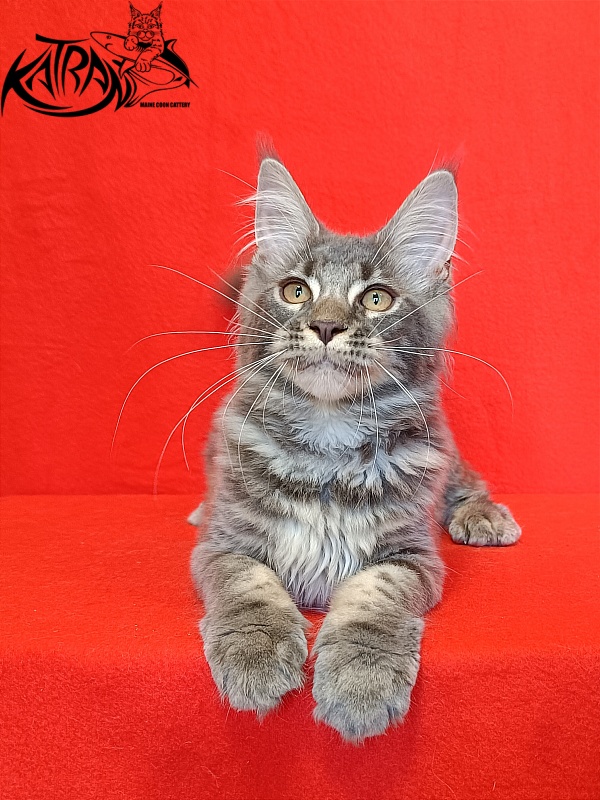 Katran Violetta - Кошеня мейн-кун 4 місяця