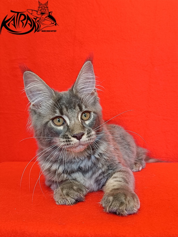 Katran Violetta - Кошеня мейн-кун 4 місяця