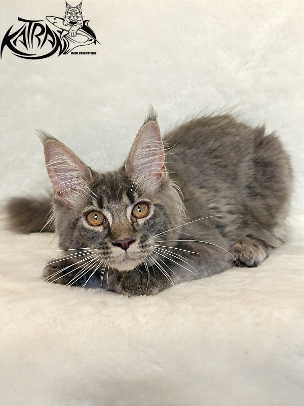 Katran Violetta - Кошеня мейн-кун 4 місяця 2,5 тижні