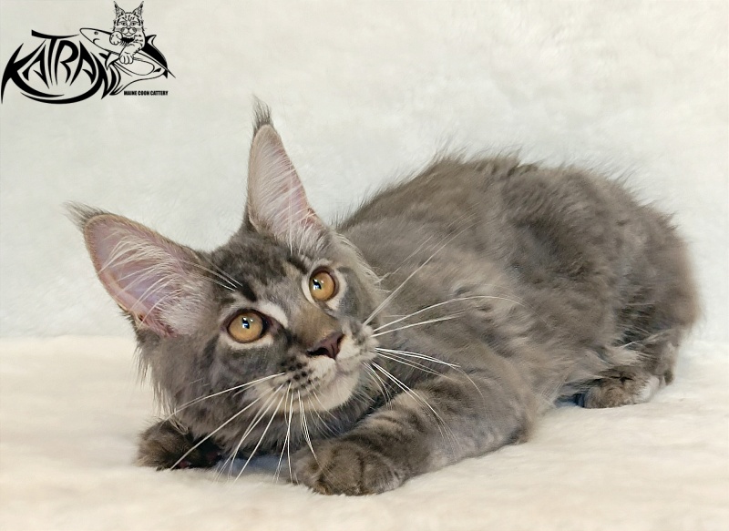 Katran Violetta - Кошеня мейн-кун 4 місяця 2,5 тижні