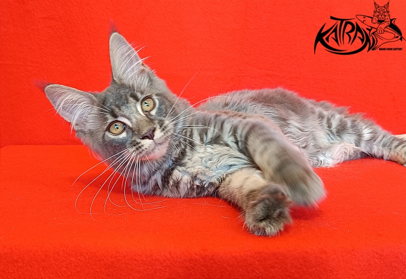 Katran Violetta - Кошеня мейн-кун 4 місяця