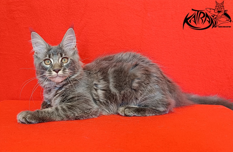 Katran Violetta - Кошеня мейн-кун 4 місяця