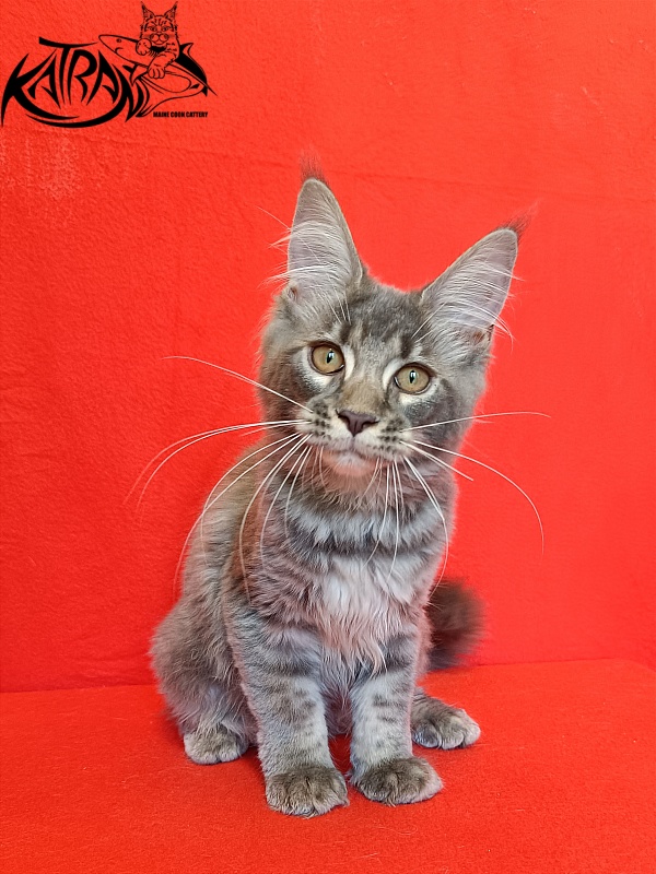 Katran Violetta - Кошеня мейн-кун 4 місяця