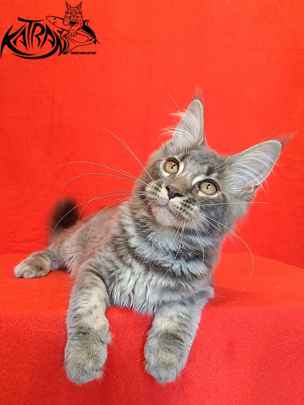 Katran Violetta - Кошеня мейн-кун 4 місяця