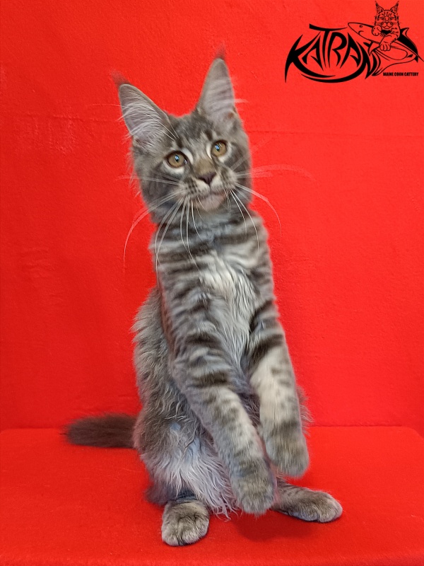 Katran Violetta - Кошеня мейн-кун 4 місяця