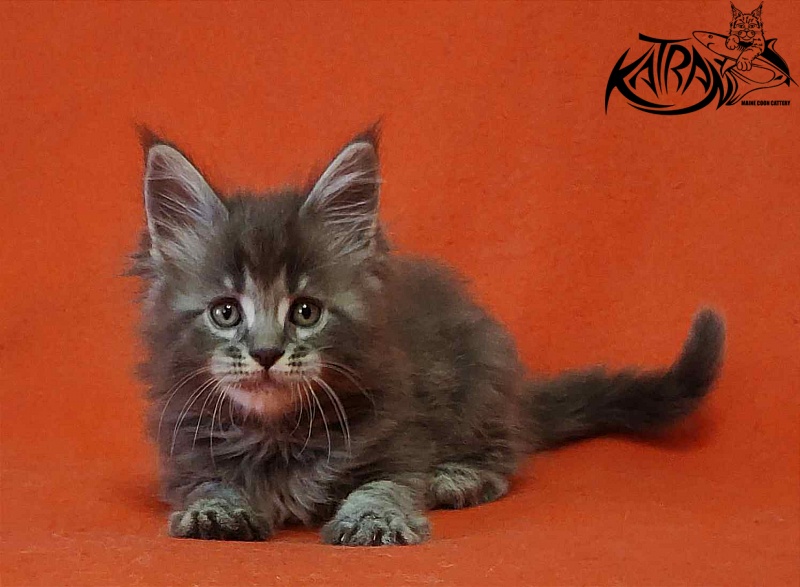 Katran Violetta - Кошеня мейн-кун 1 місяць 2 тижні