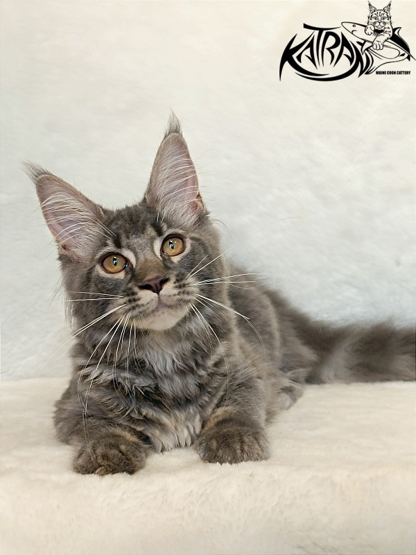 Katran Violetta - Кошеня мейн-кун 4 місяця 2,5 тижні