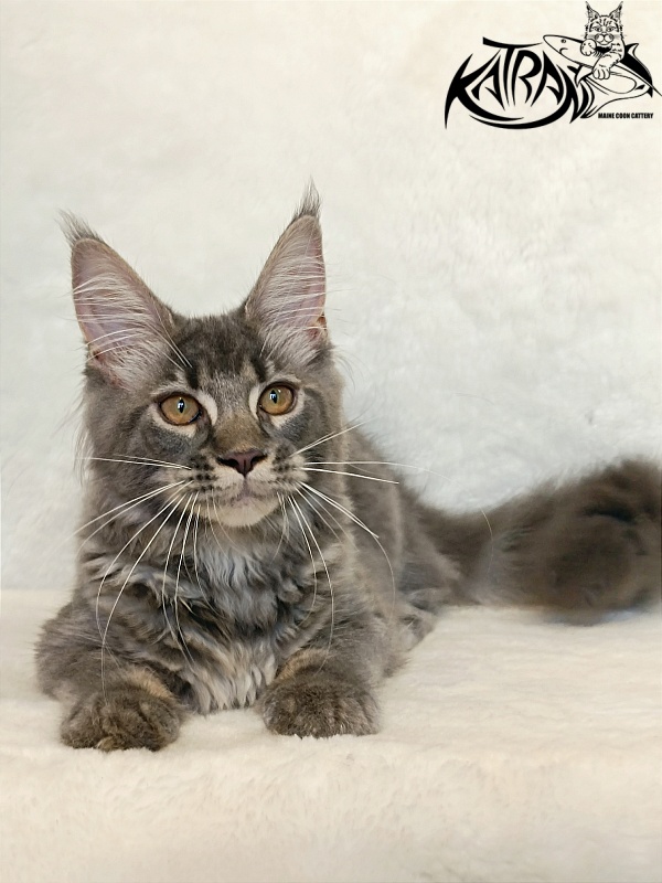 Katran Violetta - Кошеня мейн-кун 4 місяця 2,5 тижні