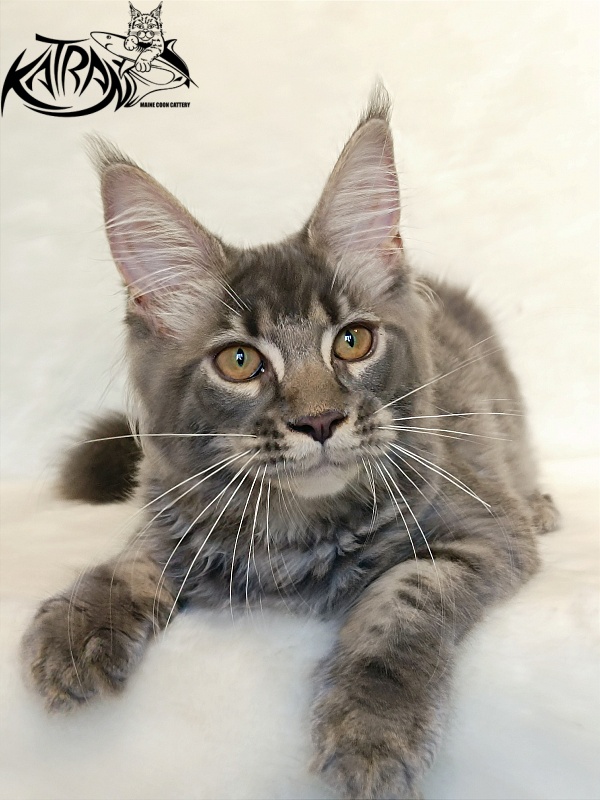 Katran Violetta - Кошеня мейн-кун 4 місяця 2,5 тижні