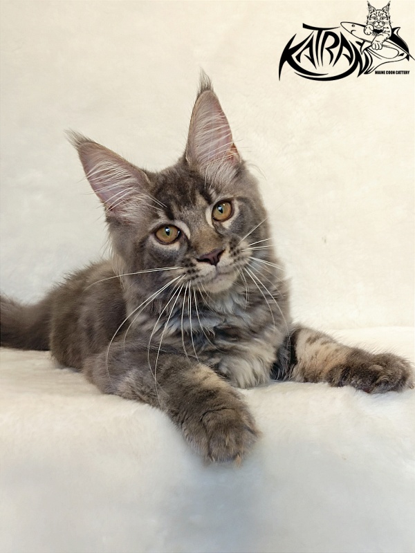 Katran Violetta - Кошеня мейн-кун 4 місяця 2,5 тижні