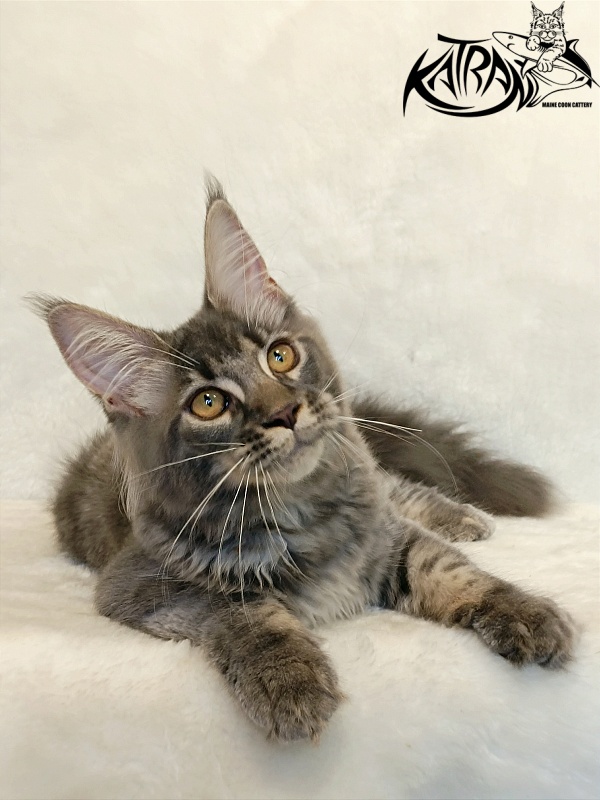 Katran Violetta - Кошеня мейн-кун 4 місяця 2,5 тижні