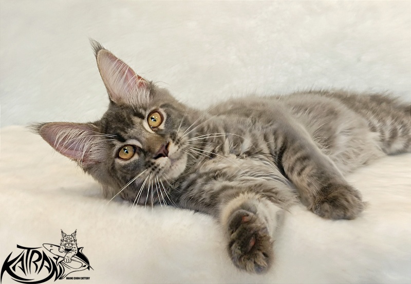 Katran Violetta - Кошеня мейн-кун 4 місяця 2,5 тижні