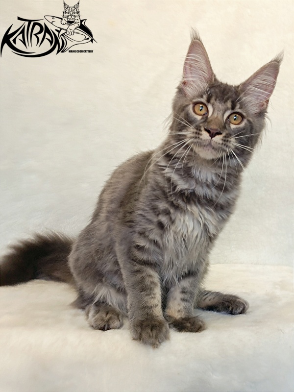 Katran Violetta - Кошеня мейн-кун 4 місяця 2,5 тижні