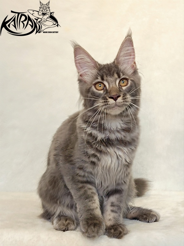 Katran Violetta - Кошеня мейн-кун 4 місяця 2,5 тижні