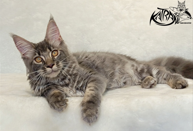 Katran Violetta - Кошеня мейн-кун 4 місяця 2,5 тижні