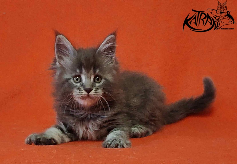 Katran Violetta - Кошеня мейн-кун 1 місяць 2 тижні