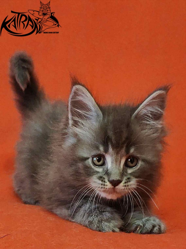 Katran Violetta - Кошеня мейн-кун 1 місяць 2 тижні