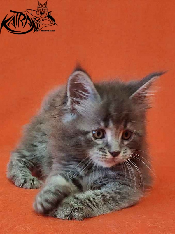 Katran Violetta - Кошеня мейн-кун 1 місяць 2 тижні