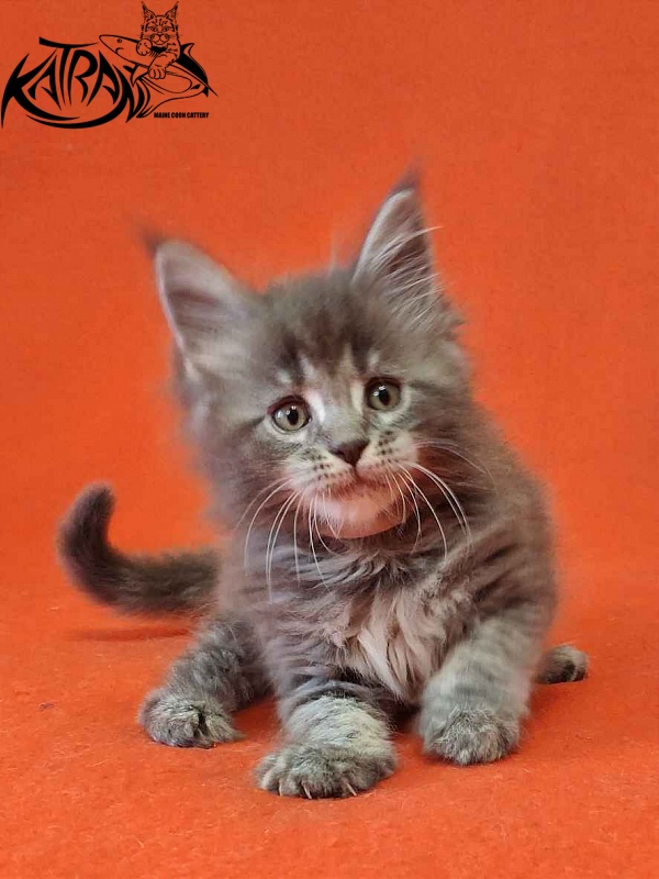 Katran Violetta - Кошеня мейн-кун 1 місяць 2 тижні