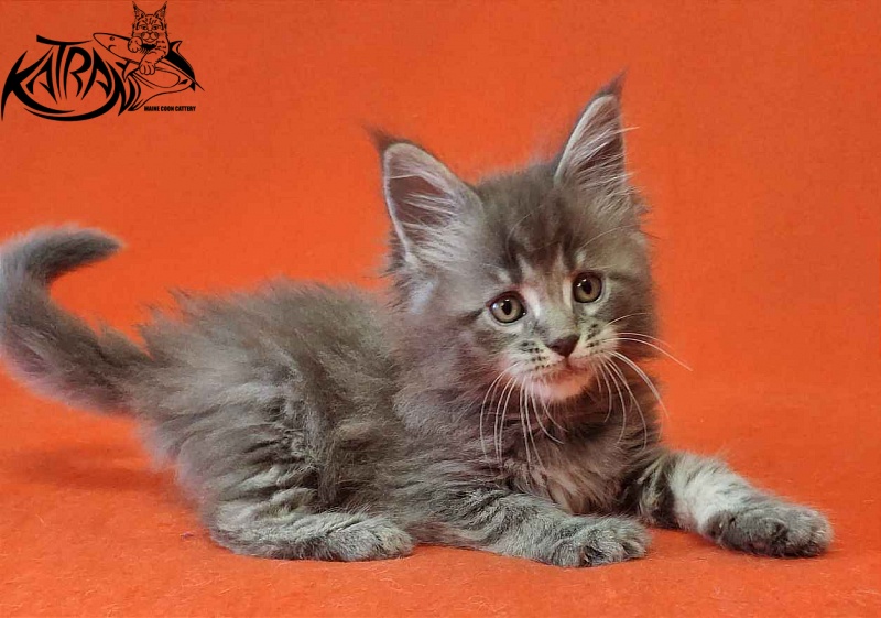 Katran Violetta - Кошеня мейн-кун 1 місяць 2 тижні