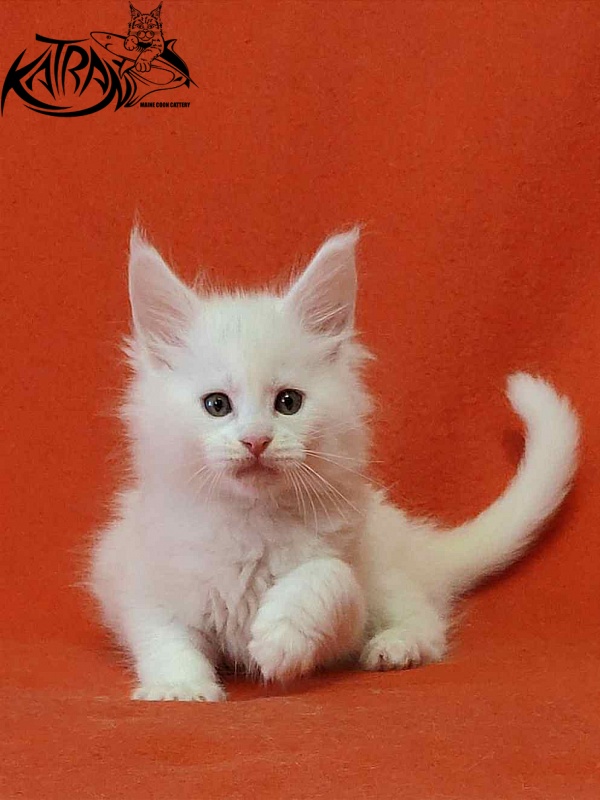 Katran Viking - Kitten maine-coon 1 month 2 weeks