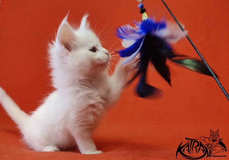 Katran Viking - Kitten maine-coon 1 month 2 weeks