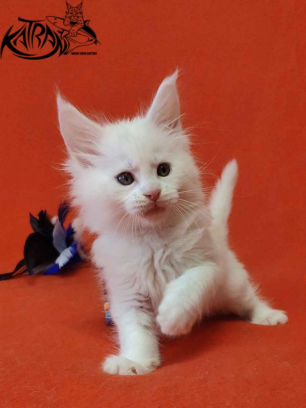 Katran Viking - Kitten maine-coon 1 month 2 weeks