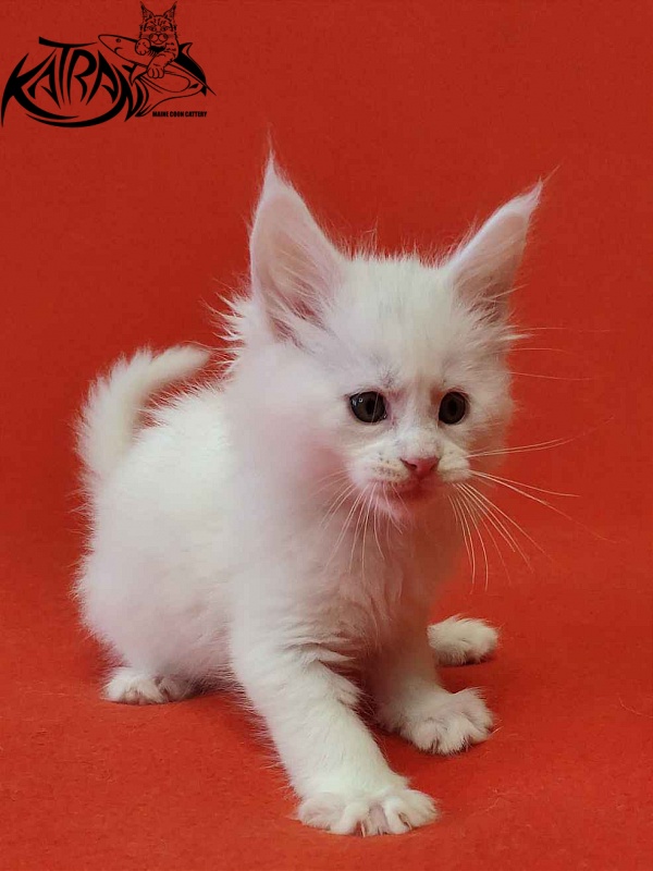 Katran Viking - Kitten maine-coon 1 month 2 weeks