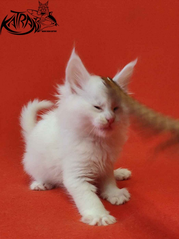 Katran Viking - Kitten maine-coon 1 month 2 weeks