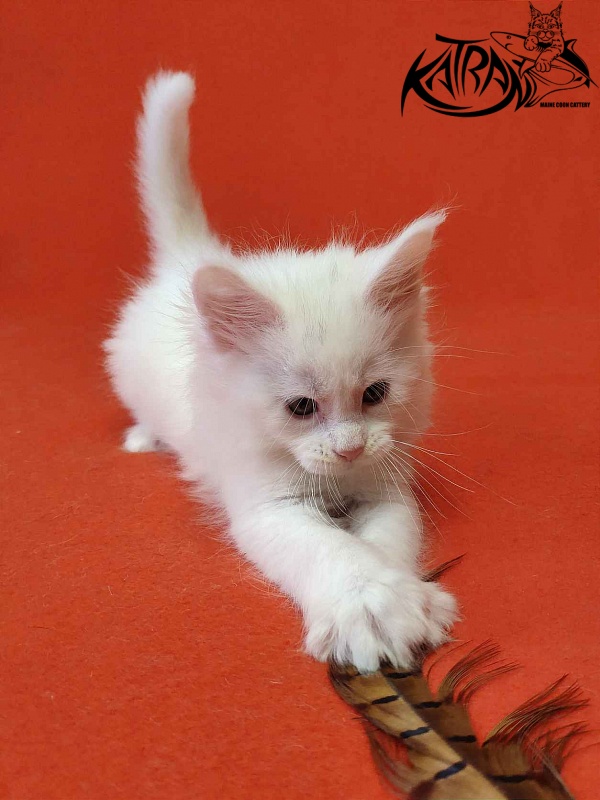 Katran Viking - Kitten maine-coon 1 month 2 weeks