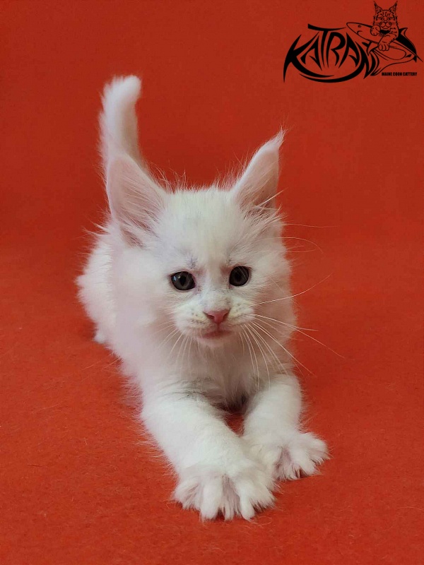 Katran Viking - Kitten maine-coon 1 month 2 weeks