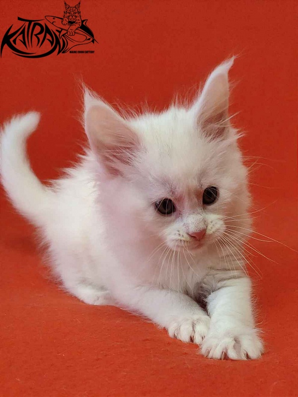 Katran Viking - Kitten maine-coon 1 month 2 weeks