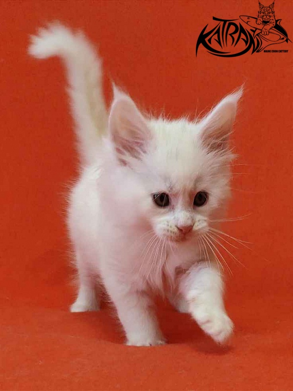 Katran Viking - Kitten maine-coon 1 month 2 weeks