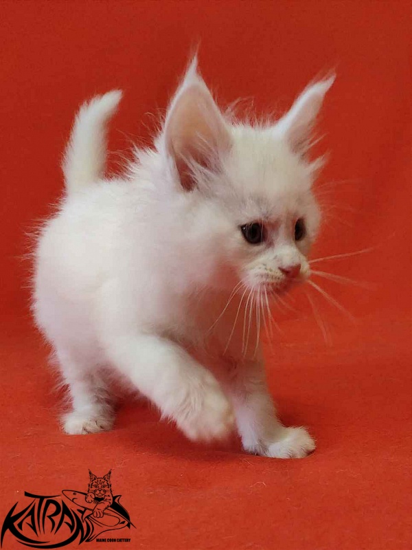 Katran Viking - Kitten maine-coon 1 month 2 weeks