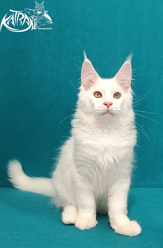 Katran Viking - Kitten maine-coon 3 months 1 week