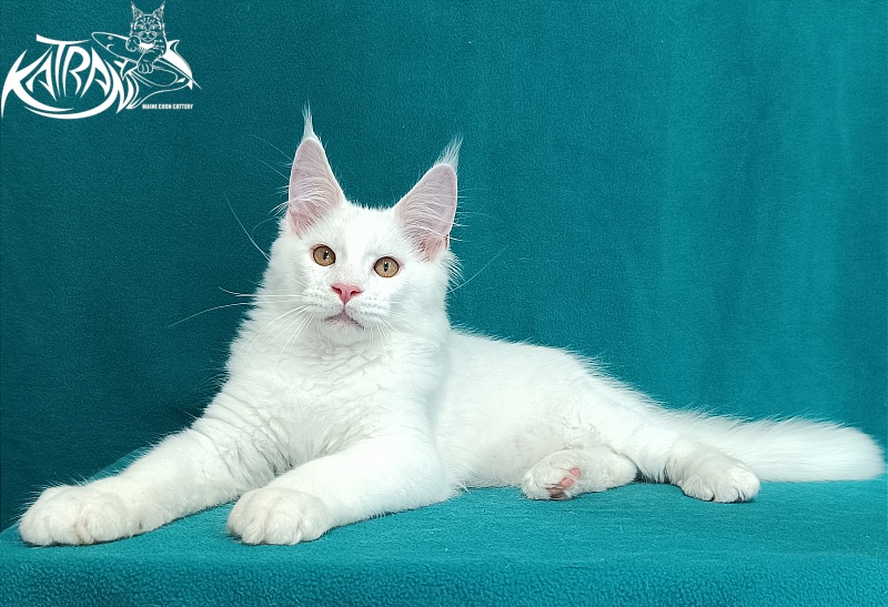 Katran Viking - Kitten maine-coon 3 months 1 week