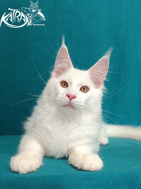 Katran Viking - Kitten maine-coon 3 months 1 week